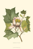 Tulip Tree