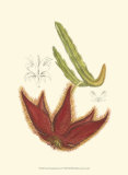 Buy Flowering Cactus IV at AllPosters.com