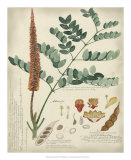 Botanical II