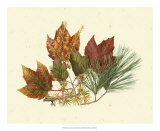 Red Maple, Tamarack and White Pine
