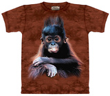 Buy Orangutan Baby at AllPosters.com
