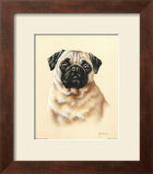 Pug
