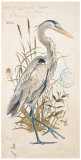 Buy Great Blue Heron at AllPosters.com