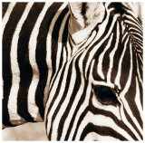 Zebra Pattern