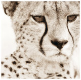 Cheetah Pattern