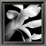 Buy Iris at AllPosters.com