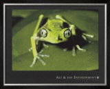 Maki Frog