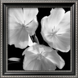 Buy Tulips at AllPosters.com