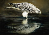Drinking Falcon