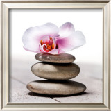 Orchidee aux Galets,