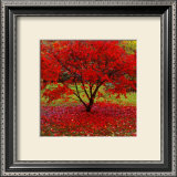 Buy Acer at AllPosters.com