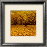 Buy Prunus at AllPosters.com