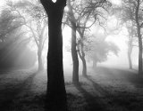 Baume im Nebel I