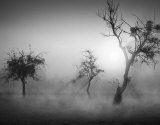 Baume im Nebel II