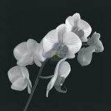 Orchid Illusion I