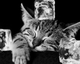 Buy Kool Kat II at AllPosters.com