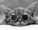 Kool Kat I