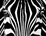 Black & White I (Zebra)