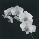 Orchid Illusion II