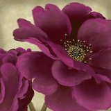 Peony Dusk II