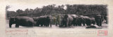 Elephant Journal