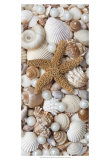 Shell Menagerie II