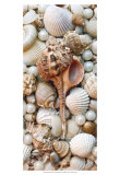 Shell Menagerie III