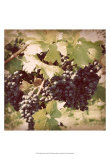 Buy Vintage Grape Vines II at AllPosters.com
