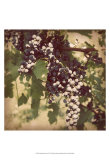 Buy Vintage Grape Vines IV at AllPosters.com