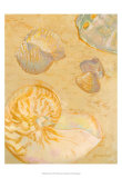 Shoreline Shells VI Art Print