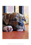Kratos Baby Pit Bull