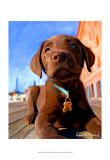 Lab Puppy