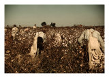Buy African American Day Laborers Picking Cotton Near Clarksdale, Mississippi, November 1939 at AllPosters.com