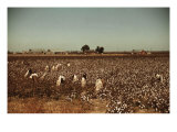 Buy African American Day Laborers Picking Cotton Near Clarksdale, Mississippi, November 1939 at AllPosters.com