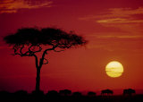 Wild Beast Migration, Masai Mara, Kenya