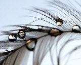 Buy Volatile Shine at AllPosters.com