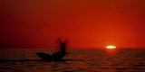 Grey Whales, Mexico