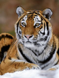 Siberian Tiger