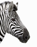 Zebra in Profile