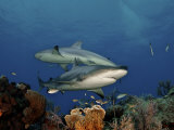 Buy Caribbean reef sharks swimming in the waters off the Bahama Islands at AllPosters.com