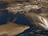 Caribbean reef sharks swimming in the waters off the Bahama Islands