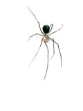 A blind Usofila spider lives in pitch-black depths of the cave