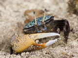 A fiddler crab among the spike-like roots of Sonneratia mangroves