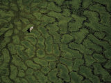 A cow grazing on the marshland in Lago Ypoa, south of Asuncion