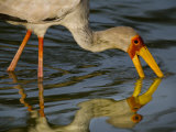 A stork feeding on fish trapped in a river drying pool