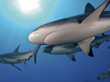 Caribbean reef sharks swimming in the waters off the Bahama Islands