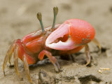 A fiddler crab forages on the mangrove mudflats at low tide