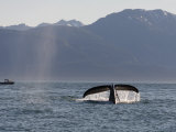 A humpback whale surfaces and dives into Stephens Passage