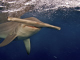 A great hammerhead shark swimming near the ocean's surface