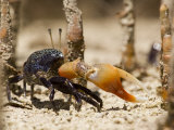 A fiddler crab among the spike-like roots of Sonneratia mangroves
